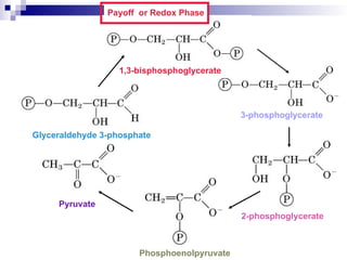 3-phosphoglycerate
2-phosphoglycerate
Phosphoenolpyruvate
Pyruvate
1,3-bisphosphoglycerate
Glyceraldehyde 3-phosphate
Payoff or Redox Phase
 