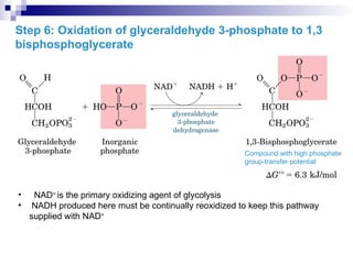 • NAD+
is the primary oxidizing agent of glycolysis
• NADH produced here must be continually reoxidized to keep this pathway
supplied with NAD+
Step 6: Oxidation of glyceraldehyde 3-phosphate to 1,3
bisphosphoglycerate
Compound with high phosphate
group-transfer potential
 