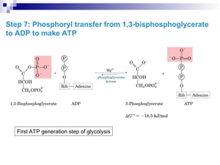 Step 7: Phosphoryl transfer from 1,3-bisphosphoglycerate
to ADP to make ATP
First ATP generation step of glycolysis
 