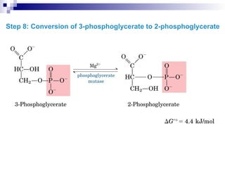 Step 8: Conversion of 3-phosphoglycerate to 2-phosphoglycerate
 