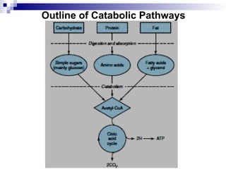 Outline of Catabolic Pathways
 