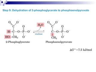 Step 9: Dehydration of 2-phosphoglycerate to phosphoenolpyruvate
 