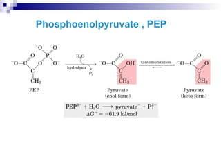 Phosphoenolpyruvate , PEP
 