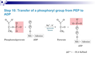 Step 10: Transfer of a phosphoryl group from PEP to
ADP
 
