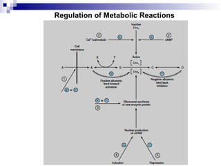 Regulation of Metabolic Reactions
 