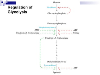 Regulation of
Glycolysis
 