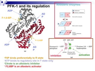 inhibition activation
ADP
AD
P
AD
P
ADP
F-1,6-BP
F-1,6-BP
Allosteric enzymes
•F6P binds preferentially to R state
•ATP binds to regulatory site in T state only
•Citrate is an allosteric inhibitor
• F2,6BP is an allosteric activator
PFK-1 and its regulation
 