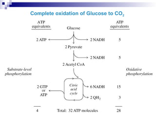 Complete oxidation of Glucose to CO2
 