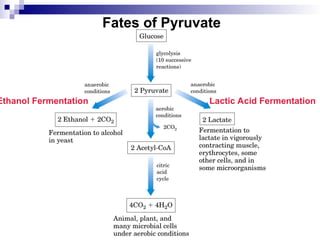 Lactic Acid Fermentation
Ethanol Fermentation
Fates of Pyruvate
 