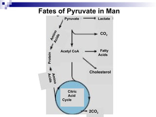 Fates of Pyruvate in Man
2CO2
Cholesterol
CO2
Lactate
Pyruvate
Acetyl CoA
Citric
Acid
Cycle
A
m
i
n
o
A
c
i
d
s
A
m
i
n
o
A
c
i
d
s
Protein Fatty
Acids
 