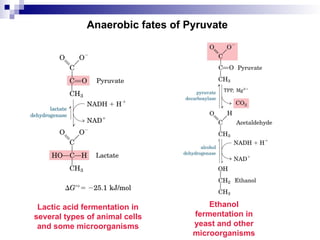 Anaerobic fates of Pyruvate
Ethanol
fermentation in
yeast and other
microorganisms
Lactic acid fermentation in
several types of animal cells
and some microorganisms
 