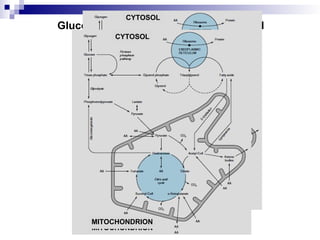 Glucose Metabolism at Subcellular Level
CYTOSOL
MITOCHONDRION
CYTOSOL
MITOCHONDRION
CYTOSOL
MITOCHONDRION
 