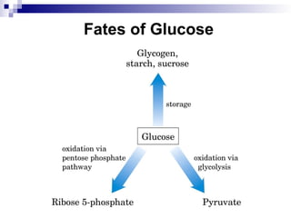 Fates of Glucose
 