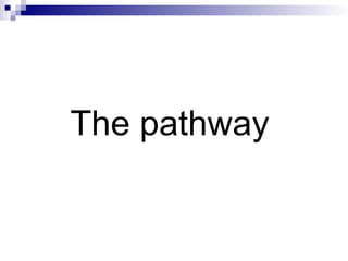 The pathway
 