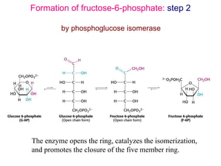 Glycolysis And Fermentation PPT Glycolysis And Fermentation PPT