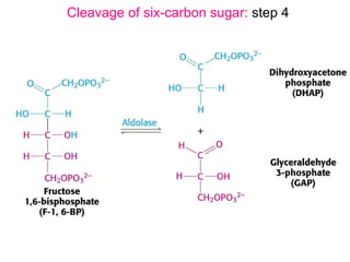 Glycolysis And Fermentation | PPT