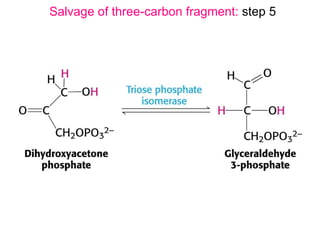 Glycolysis And Fermentation | PPT