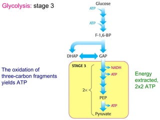 Glycolysis And Fermentation | PPT