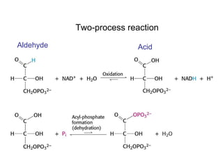 Glycolysis And Fermentation | PPT