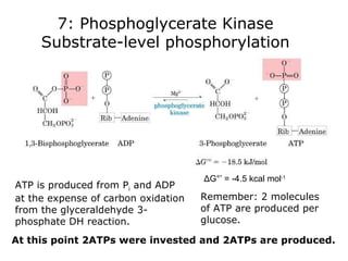 Glycolysis And Fermentation | PPT
