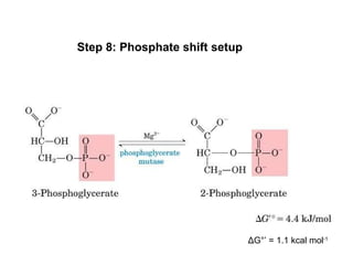Glycolysis And Fermentation | PPT
