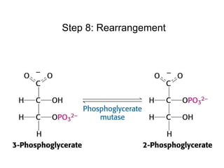 Glycolysis And Fermentation | PPT