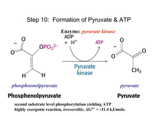 Glycolysis And Fermentation | PPT