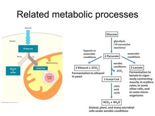 Glycolysis And Fermentation | PPT