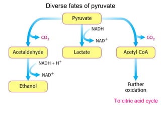 Glycolysis And Fermentation | PPT