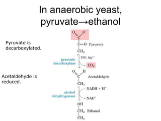 Glycolysis And Fermentation | PPT