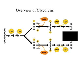 Glycolysis And Fermentation | PPT