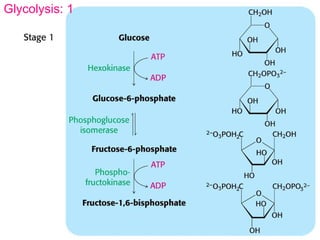 Glycolysis And Fermentation | PPT