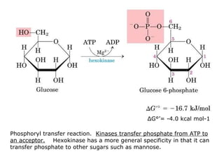 Glycolysis And Fermentation | PPT