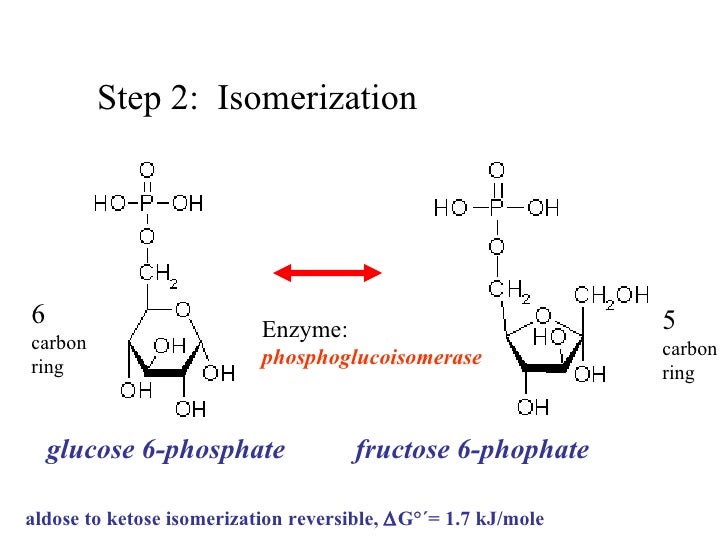 glycolysis and fermentation