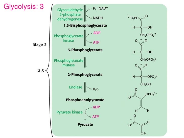 glycolysis and fermentation