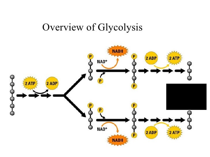 glycolysis and fermentation