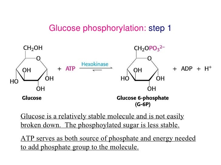 glycolysis and fermentation