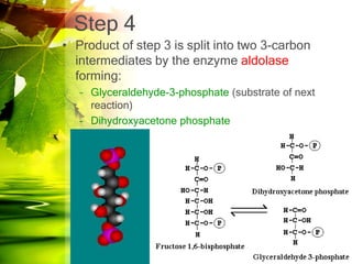 Step 4
• Product of step 3 is split into two 3-carbon
  intermediates by the enzyme aldolase
  forming:
   – Glyceraldehyde-3-phosphate (substrate of next
     reaction)
   – Dihydroxyacetone phosphate
 
