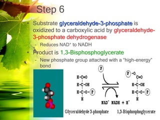 Step 6
• Substrate glyceraldehyde-3-phosphate is
  oxidized to a carboxylic acid by glyceraldehyde-
  3-phosphate dehydrogenase
   – Reduces NAD+ to NADH
• Product is 1,3-Bisphosphoglycerate
   – New phosphate group attached with a “high-energy”
     bond
 