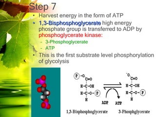 Step 7
• Harvest energy in the form of ATP
• 1,3-Bisphosphoglycerate high energy
  phosphate group is transferred to ADP by
  phosphoglycerate kinase:
   – 3-Phosphoglycerate
   – ATP
• This is the first substrate level phosphorylation
  of glycolysis
 