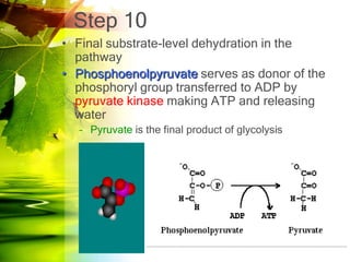 Step 10
• Final substrate-level dehydration in the
  pathway
• Phosphoenolpyruvate serves as donor of the
  phosphoryl group transferred to ADP by
  pyruvate kinase making ATP and releasing
  water
  – Pyruvate is the final product of glycolysis
 