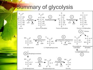Summary of glycolysis
 