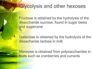 Glycolysis and other hexoses

• Fructose is obtained by the hydrolysis of the
  disaccharide sucrose, found in sugar beets
  and sugarcane

• Galactose is obtained by the hydrolysis of the
  dissacharide lactose in milk

• Mannose is obtained from polysaccharides in
  fruits such as cranberries and currants
 