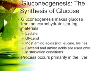 Gluconeogenesis: The
 Synthesis of Glucose
• Gluconeogenesis makes glucose
  from noncarbohydrate starting
  materials
  –   Lactate
  –   Glycerol
  –   Most amino acids (not leucine, lysine)
  –   Glycerol and amino acids are used only
      in starvation conditions
• Process occurs primarily in the liver
 