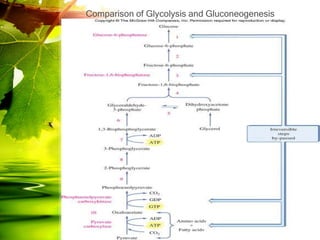 Comparison of Glycolysis and Gluconeogenesis
 