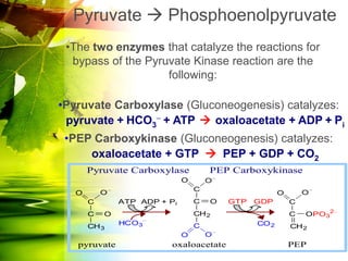 Pyruvate  Phosphoenolpyruvate
 •The two enzymes that catalyze the reactions for
  bypass of the Pyruvate Kinase reaction are the
                    following:

•Pyruvate Carboxylase (Gluconeogenesis) catalyzes:
 pyruvate + HCO3 + ATP  oxaloacetate + ADP + Pi
 •PEP Carboxykinase (Gluconeogenesis) catalyzes:
     oxaloacetate + GTP  PEP + GDP + CO2
       Pyruvate Carboxylase           PEP Carboxykinase
                              O       O
                                  C
   O       O                                           O       O
       C       ATP ADP + Pi       C   O   GTP   GDP        C
       C   O                      CH 2                     C   OPO32
               HCO3               C             CO 2
       CH 3                                                CH 2
                              O       O
   pyruvate              oxaloacetate                      PEP
 