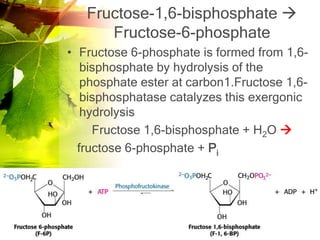 Fructose-1,6-bisphosphate 
      Fructose-6-phosphate
• Fructose 6-phosphate is formed from 1,6-
   bisphosphate by hydrolysis of the
   phosphate ester at carbon1.Fructose 1,6-
   bisphosphatase catalyzes this exergonic
   hydrolysis
     Fructose 1,6-bisphosphate + H2O 
  fructose 6-phosphate + Pi
 