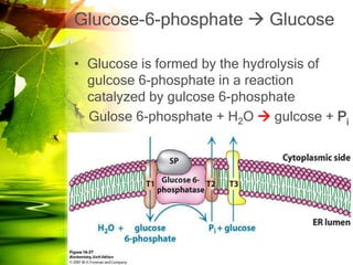 Glucose-6-phosphate  Glucose

• Glucose is formed by the hydrolysis of
  gulcose 6-phosphate in a reaction
  catalyzed by gulcose 6-phosphate
  Gulose 6-phosphate + H2O  gulcose + Pi
 