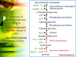 glyceraldehyde-3-phosphate
                      NAD+ + Pi        Glyceraldehyde-3-phosphate
                     NADH + H+         Dehydrogenase
                        1,3-bisphosphoglycerate
                           ADP
  Summary of                          Phosphoglycerate Kinase
                           ATP
Gluconeogenesis
                           3-phosphoglycerate
   Pathway:
                                        Phosphoglycerate Mutase
Gluconeogenesis            2-phosphoglycerate
enzyme names in
                           H2O        Enolase
      red.
                           phosphoenolpyruvate
Glycolysis enzyme
                     CO2 + GDP
  names in blue.                        PEP Carboxykinase
                           GTP
                            oxaloacetate
                       Pi + ADP
                                        Pyruvate Carboxylase
                    HCO3 + ATP
                             pyruvate            Gluconeogenesis
 