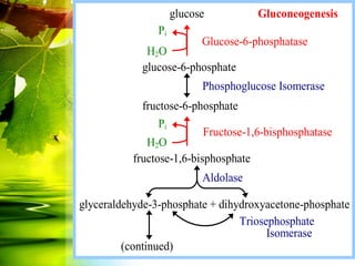 glucose          Gluconeogenesis
                Pi
                           Glucose-6-phosphatase
             H2O
            glucose-6-phosphate
                           Phosphoglucose Isomerase
            fructose-6-phosphate
                Pi
                          Fructose-1,6-bisphosphatase
             H2O
          fructose-1,6-bisphosphate
                           Aldolase

glyceraldehyde-3-phosphate + dihydroxyacetone-phosphate
                                 Triosephosphate
                                       Isomerase
         (continued)
 